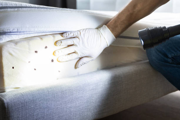 Best Ant Control Services  in Red Oaks Mill, NY